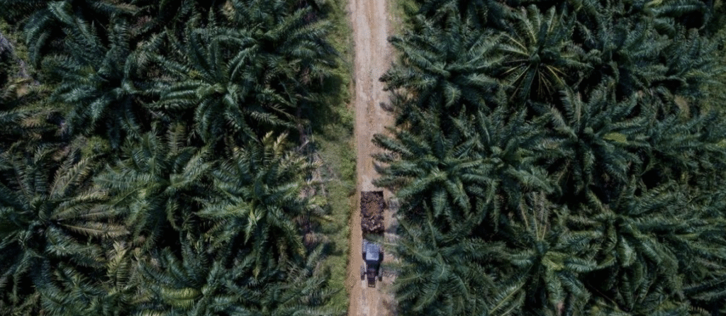 Agriculture & Sustainable Palm Oil