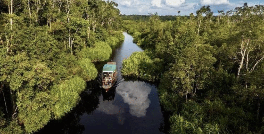 Rainforest Ecology & Biodiversity Conservation