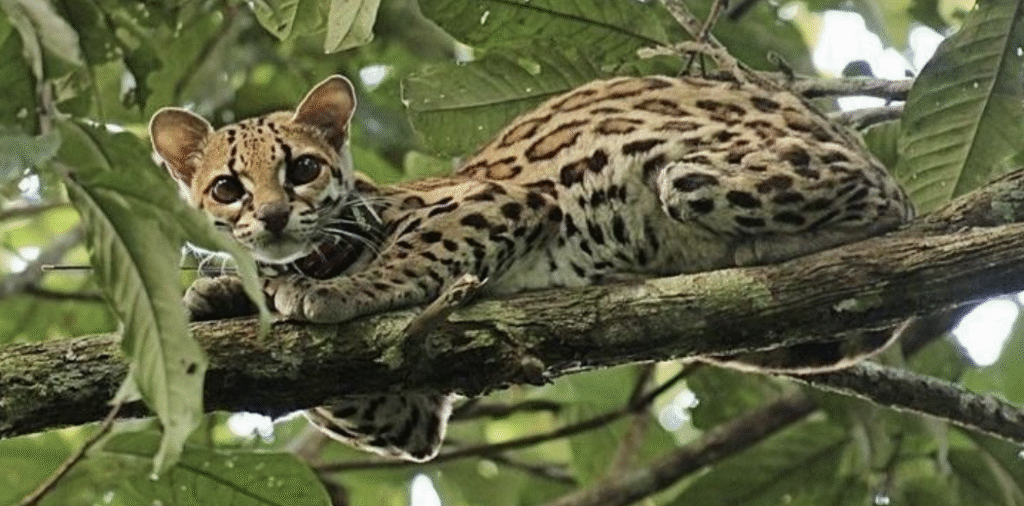 Wildlife Conservation & Ecotourism