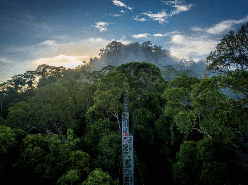 Biodiversity & Rainforest Ecology in Brunei