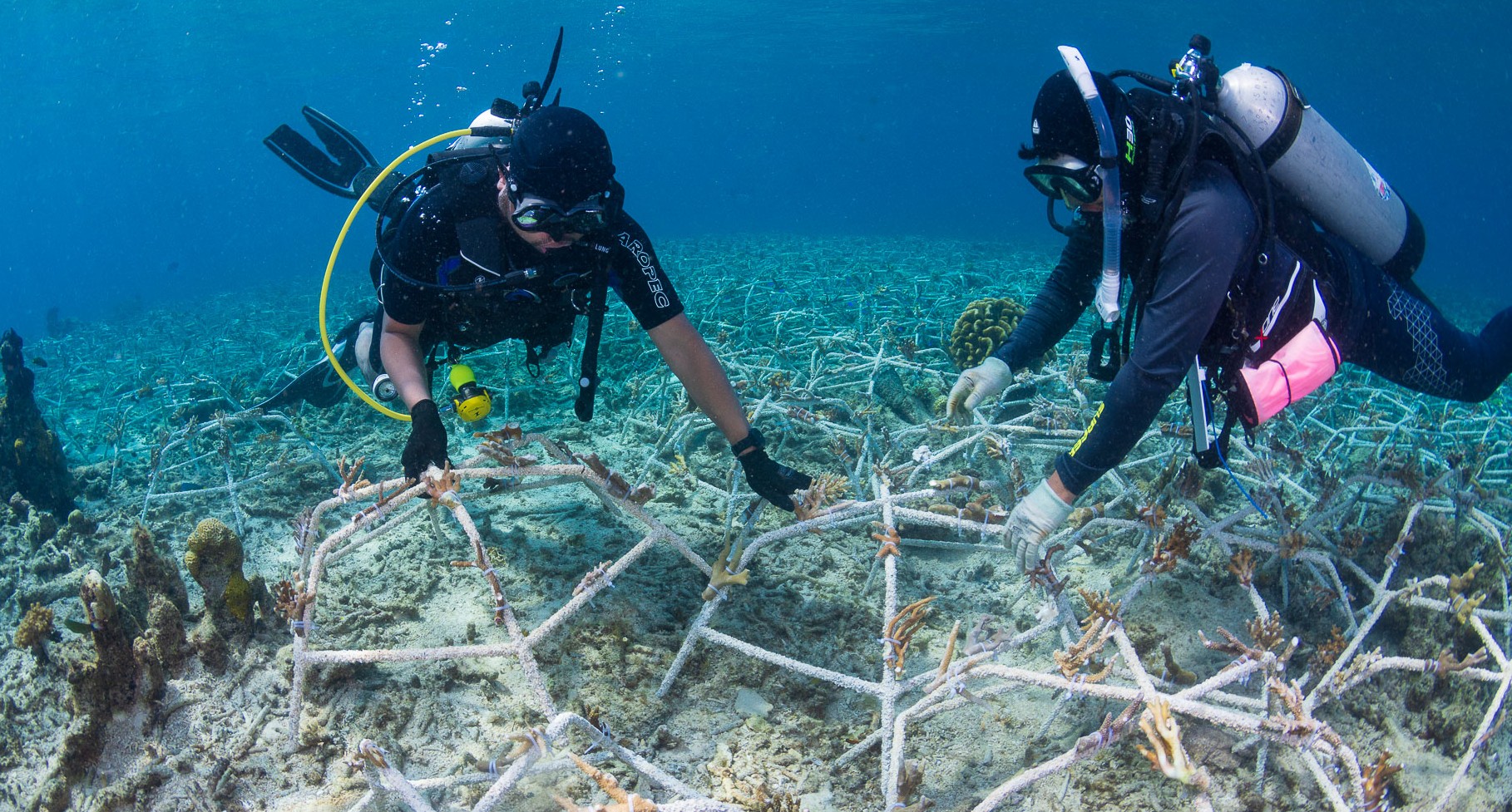 Marine Conservation & Coral Restoration - Image 4