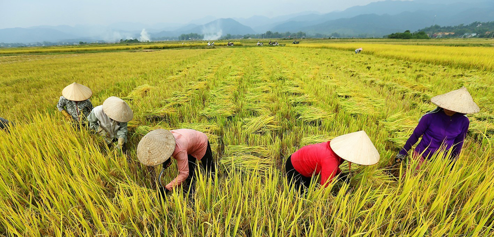 Sustainable Agriculture & Rice Farming - Image 2