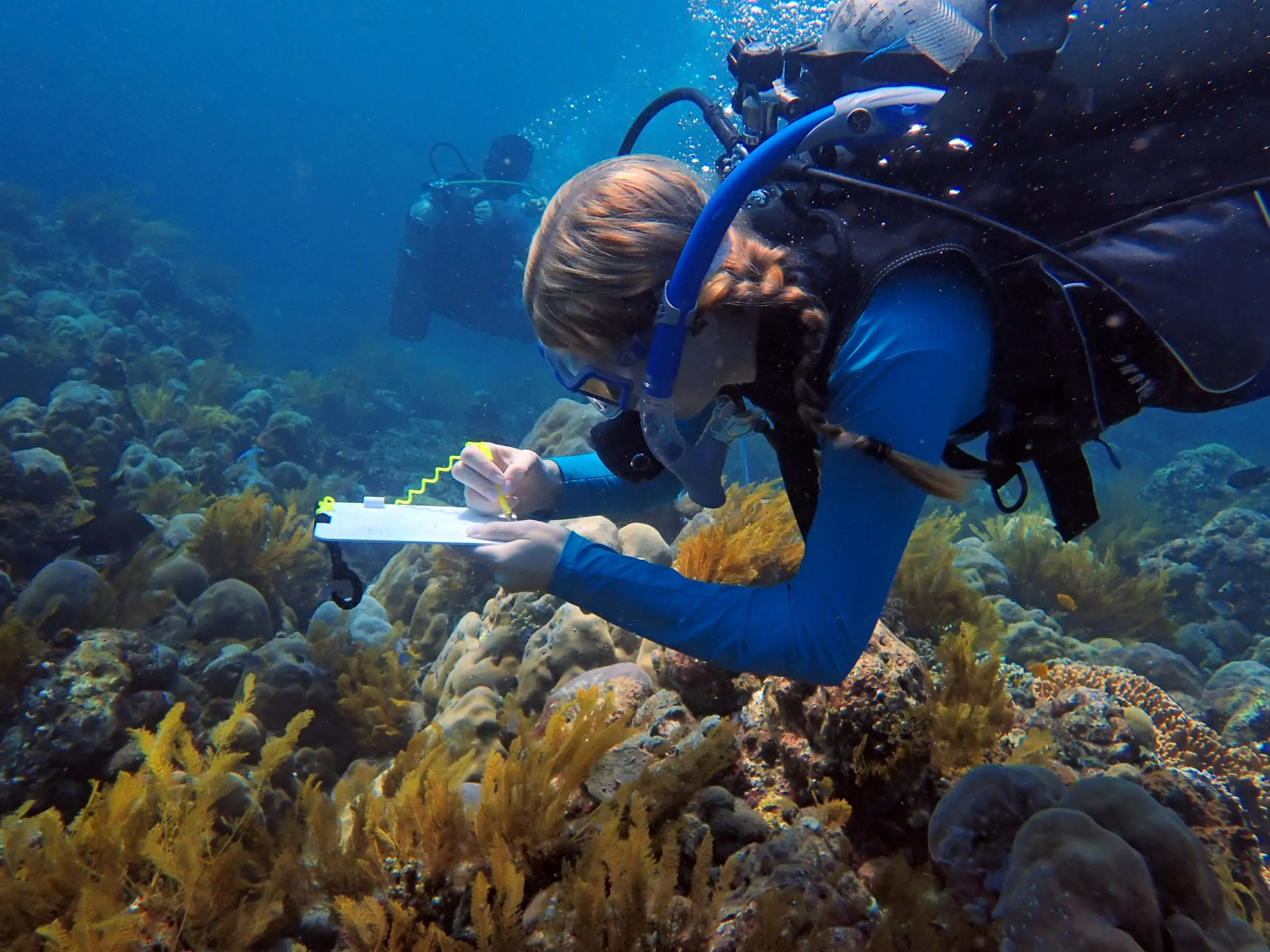 Marine Conservation & Coral Restoration - Image 3