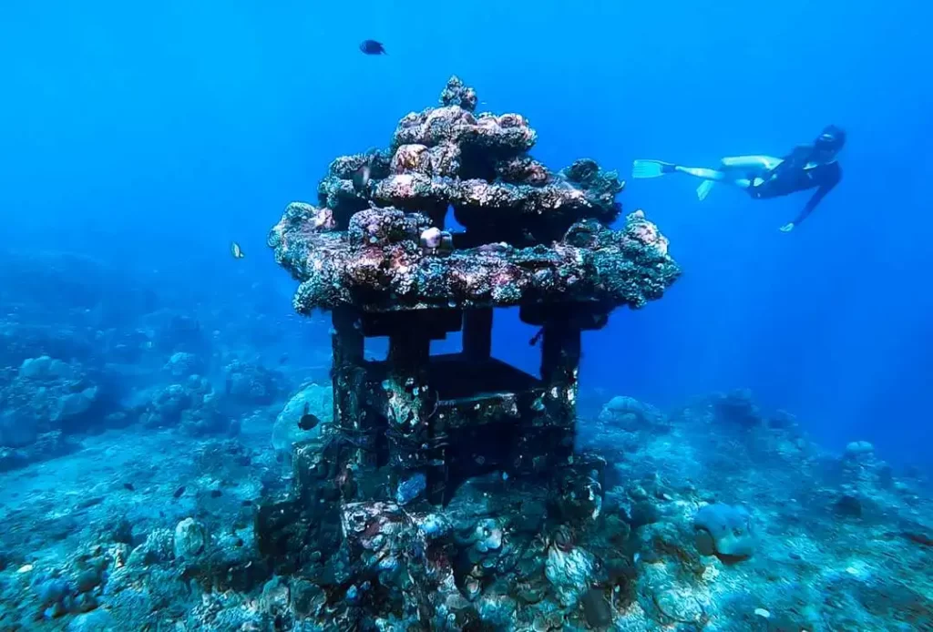 Marine Conservation & Coral Restoration - Image 2